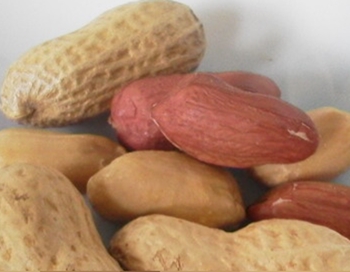 ピーナッツの健康パワー、一日何個食べればいいの？NHKガッテン1月11日番組