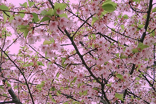 桜のアニメーション2種類、花が開いたり舞ったり遠くへ飛んだりします