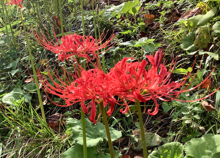 真紅の花、彼岸花（曼殊沙華）が見事。群生する真っ赤な花、彼岸花