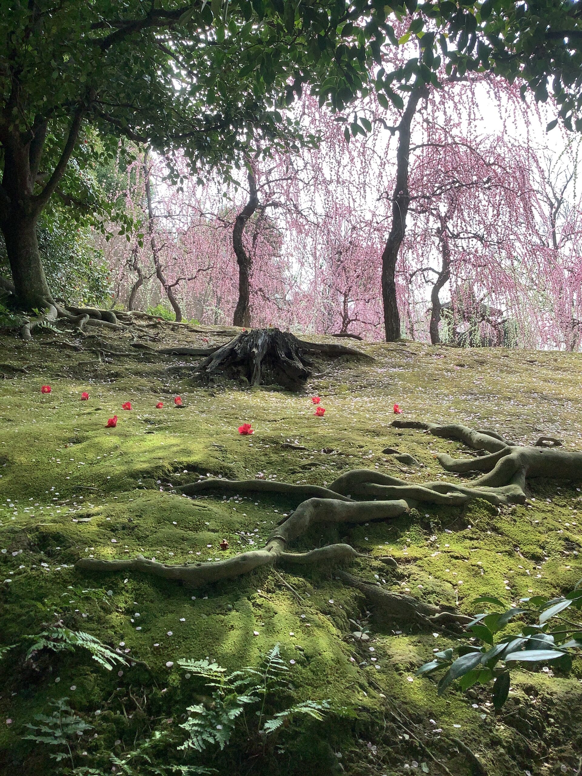 京都　城南宮　満開の梅の花と落ち椿に参拝客も感嘆の声