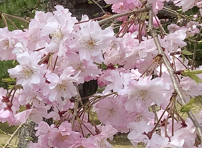桜アニメーション(animation)が舞う、cherry blossoms 　sakura サクラ　