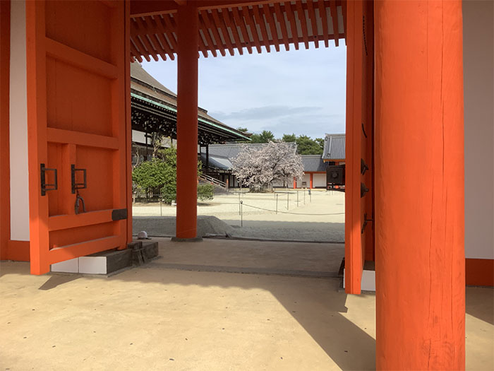 京都御所の紫宸殿Shishin-den Hallの左近の桜sakuraは3月下旬～4月上旬が見ごろ